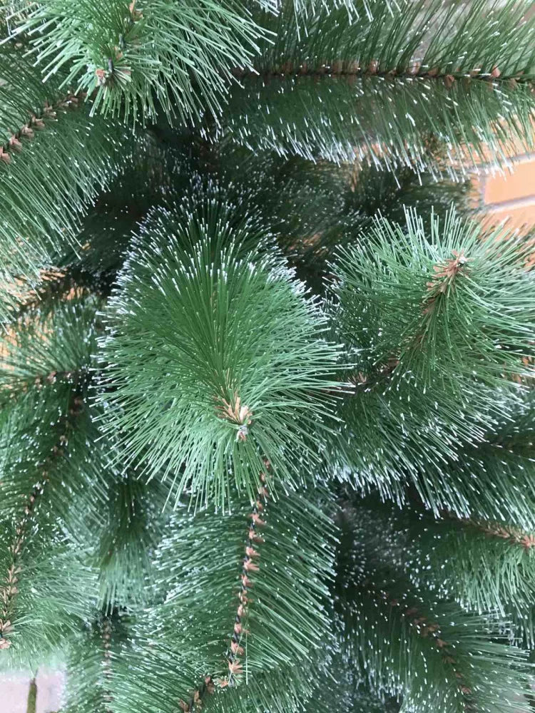 Сосна светлая - изображение 6