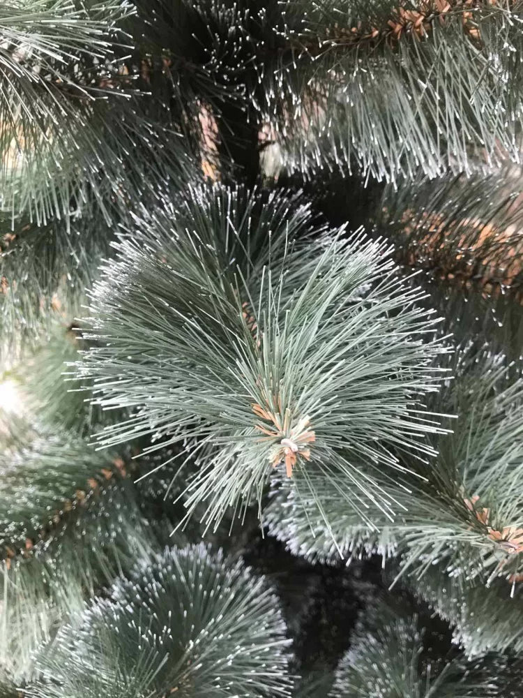 Сосна темная заснеженная - изображение 6