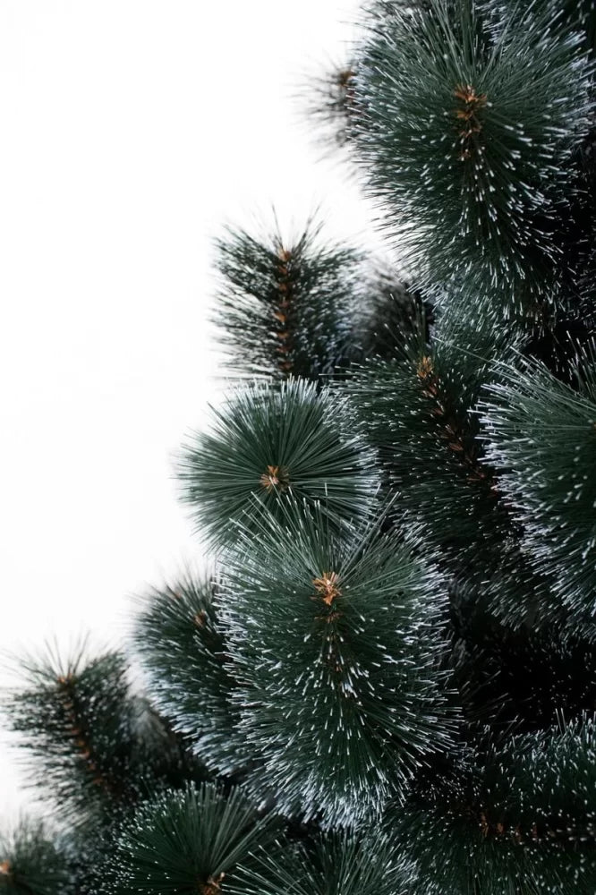 Сосна темная - изображение 4