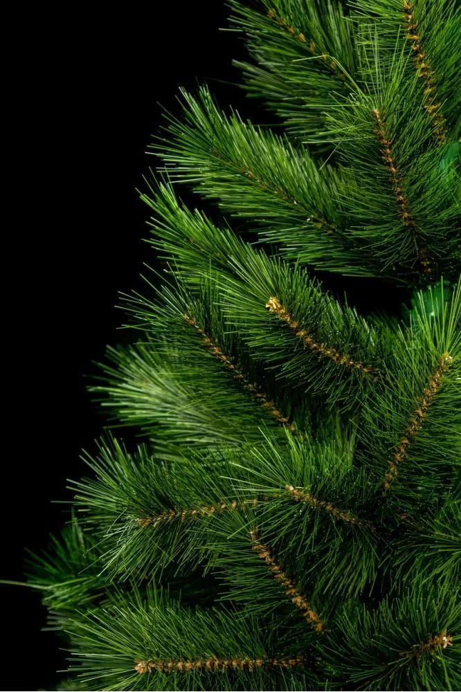 Сосна канадская микс - изображение 6