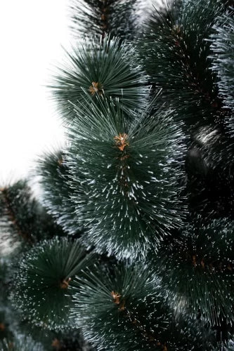 Сосна темная - изображение 7