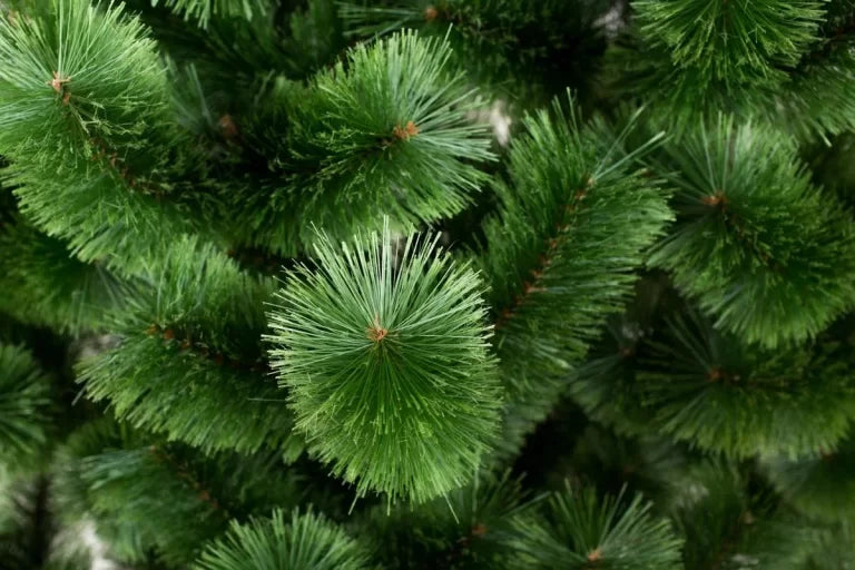 Сосна светлая - изображение 4