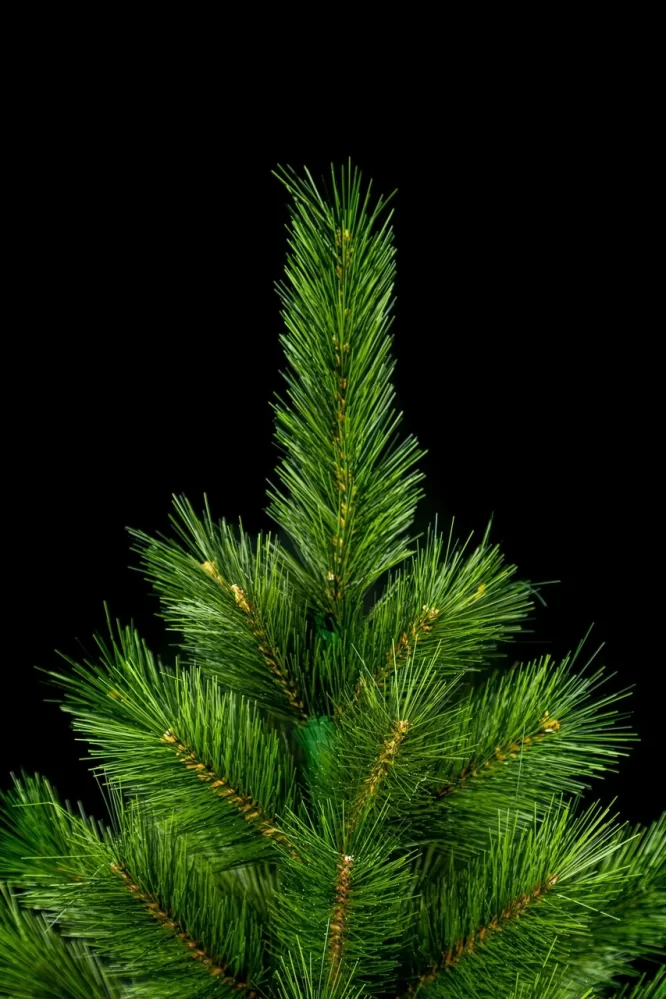 Сосна канадская микс - изображение 4