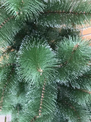 Сосна светлая - изображение 5