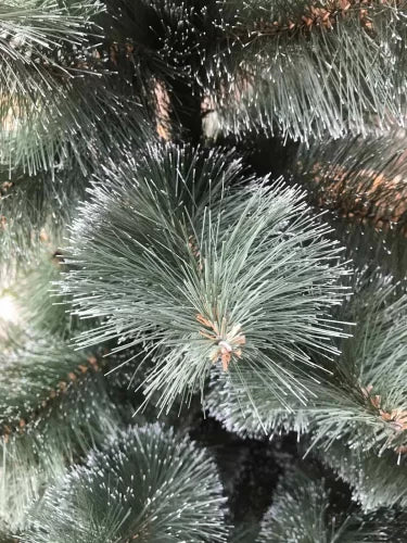 Сосна темная заснеженная - изображение 5